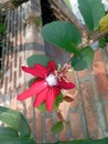 Red flowers look very beautiful on a sunny morning