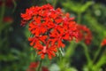 Red flowers Lychnis chalcedonica closeup on a blurred background of green leaves on a Sunny day in the summer garden