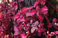 A red Flowers maple leaf in the street