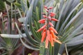 Red flowers of medicinal flat Kumara plicantilis plant Aloe abanico L.