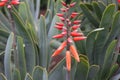 Red flowers of medicinal flat Kumara plicantilis plant Aloe abanico L.