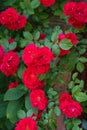 Red flowers mini roses