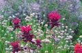 Red flowers Monarda or Bergamot, Oswego Tea, Beebalm Monarda fistulosa