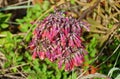 The red flowers of Mother of Millions plant on Florida beach