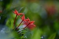 Red flowers name is Rubiaceae blooming over tree