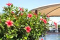 Red flowers near pool