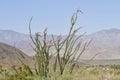 Desert Bloom Series - Ocotillo - Fouquieria splendens