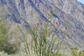 Desert Bloom Series - Ocotillo - Fouquieria splendens