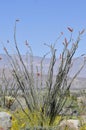 Desert Bloom Series - Ocotillo - Fouquieria splendens