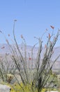 Desert Bloom Series - Ocotillo - Fouquieria splendens