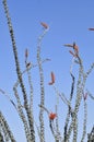 Desert Bloom Series - Ocotillo - Fouquieria splendens