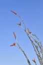 Desert Bloom Series - Ocotillo - Fouquieria splendens