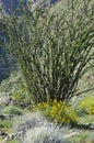 Desert Bloom Series - Ocotillo - Fouquieria splendens