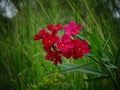 Red flowers