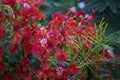 Gul Mohar flowers