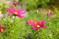 Red flowers over green grass