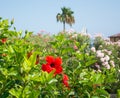 Red flowers, palm tree and views on the coast of Cyprus Royalty Free Stock Photo