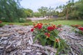 Red flowers in the park