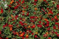 Red flowers  in the park. Wallpapier Royalty Free Stock Photo