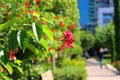 Red flowers in the park near Sarona matket in Tel Aviv Israel Royalty Free Stock Photo