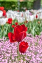 Red flowers