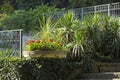 Red flowers of pelargonium blooming, yucca growing in the garden