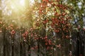 Red Flowers plant and blooming on blurred nature background. Climbing flowers on wooden fence. Royalty Free Stock Photo