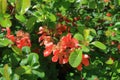 The red flowers of a plant called Japanese quince