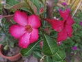 Red flowers planted in vase at a garden.