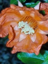 Red Flowers/pomegranate blooms Royalty Free Stock Photo