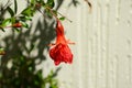 Red flowers of pomegranate fruit on a tree Royalty Free Stock Photo