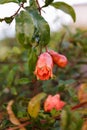 Red flowers of a pomegranate plant Royalty Free Stock Photo