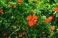 Red flowers of pomegranate Royalty Free Stock Photo