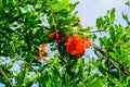 Red flowers of pomegranate Royalty Free Stock Photo