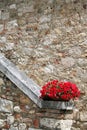 Red flowers in a pot against a stone wall Royalty Free Stock Photo