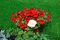 Red flowers in a pot are exposed on a lawn with grass