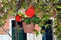 Red flowers in pot, flowers in Venice, brick columns, in Europe