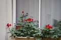 Red flowers in a pot on the window. decorating homes and Windows from the outside, the love of growing flowers and plants. comfort