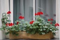 Red flowers in a pot on the window. decorating homes and Windows from the outside, the love of growing flowers and plants. comfort