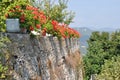 Red flowers in pots on the stone wall Royalty Free Stock Photo