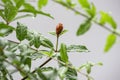 Red flowers of the Punica granatum on the tree and the water droplets on the leaves Royalty Free Stock Photo