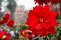 Red flowers in rainy weather in Curzon hall of Dhaka University area