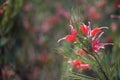 Red flowers of the rar Australian native Grevillea erectiloba