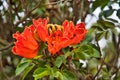 red flowers Royalty Free Stock Photo