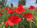 Red flowers