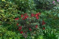 Red flowers of rhodedendron Marcel Menard Royalty Free Stock Photo