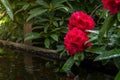 Red flowers of Rhododendron, Azalea and water feature as nature background