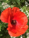 Red flowers