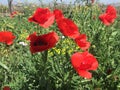 Red flowers