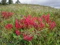 Red flowers of Ruby dock or Rumex vesicarius isolated